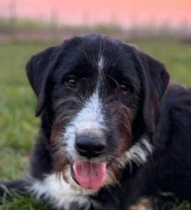 Donnie a black and white rescue dog | 1 dog at a time rescue UK