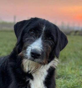 Donnie a black and white rescue dog | 1 dog at a time rescue UK