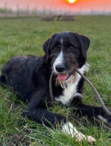 Donnie a black and white rescue dog | 1 dog at a time rescue UK