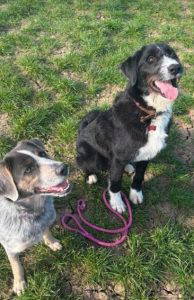 Donnie a black and white rescue dog | 1 dog at a time rescue UK
