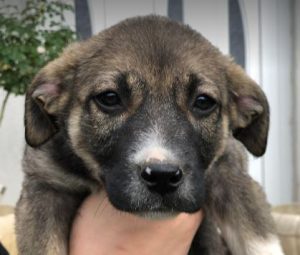 Freya a brown and white rescue dog | 1 dog at a time rescue UK