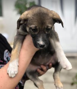 Freya a brown and white rescue dog | 1 dog at a time rescue UK