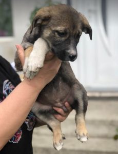 Freya a brown and white rescue dog | 1 dog at a time rescue UK
