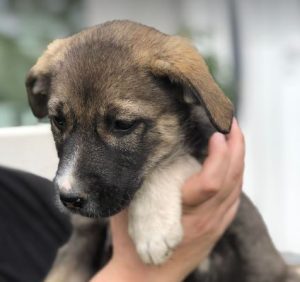 Freya a brown and white rescue dog | 1 dog at a time rescue UK