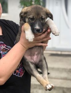 Freya a brown and white rescue dog | 1 dog at a time rescue UK