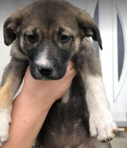 Freya a brown and white rescue dog | 1 dog at a time rescue UK
