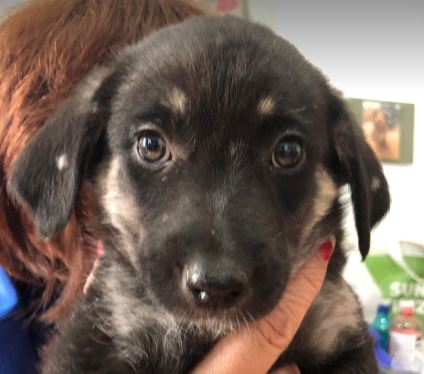 Hanna a black and brown rescue dog 1_1 dog at a time rescue UK Hanna a black and brown rescue dog | 1 dog at a time rescue UK