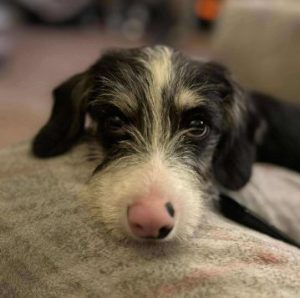 Herbie a black, white and brown rescue dog | 1 dog at a time rescue UK