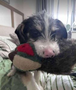 Herbie a black, white and brown rescue dog | 1 dog at a time rescue UK