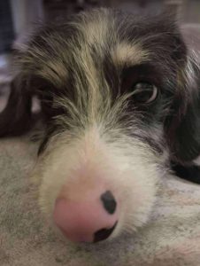 Herbie a black, white and brown rescue dog | 1 dog at a time rescue UK