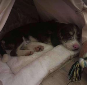 Herbie a black, white and brown rescue dog | 1 dog at a time rescue UK