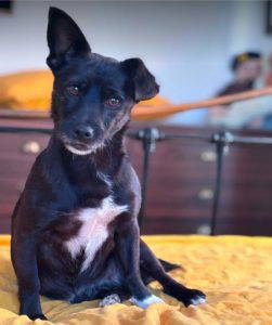Izzy a black rescue dog | 1 dog at a time rescue UK