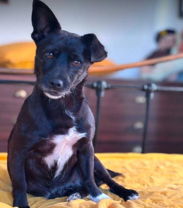 Izzy – Home pending