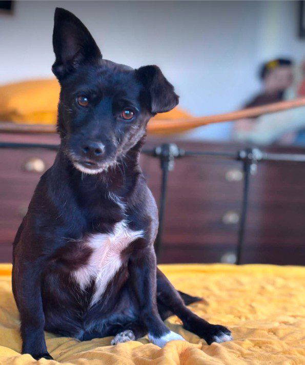 Izzy a black and white rescue dog 1_1 dog at a time rescue UK Izzy a black rescue dog | 1 dog at a time rescue UK