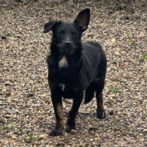 Jonnie a black Romanian rescue puppy | 1 Dog At A Time Rescue UK