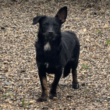 Jonnie a black Romanian rescue puppy | 1 Dog At A Time Rescue UK