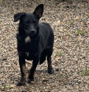 Jonnie a black Romanian rescue puppy | 1 Dog At A Time Rescue UK