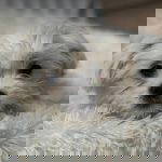 Libby a white rescue dog | 1 dog at a time rescue UK