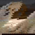 Libby a white rescue dog | 1 dog at a time rescue UK