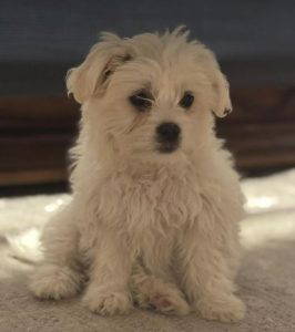 Libby a white rescue dog | 1 dog at a time rescue UK