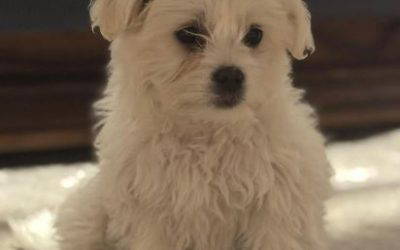Libby