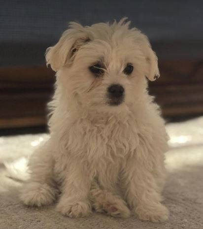 Libby a white rescue dog | 1 dog at a time rescue UK