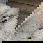 Libby a white rescue dog | 1 dog at a time rescue UK