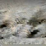 Libby a white rescue dog | 1 dog at a time rescue UK