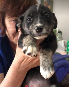 Lily a black and brown rescue dog | 1 dog at a time rescue UK