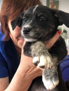 Lily a black and brown rescue dog | 1 dog at a time rescue UK