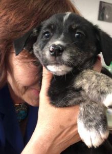 Lily a black and brown rescue dog | 1 dog at a time rescue UK