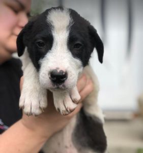 Luca a black and white rescue dog | 1 dog at a time rescue UK