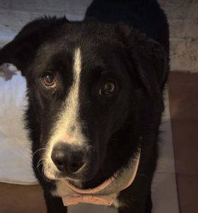 Maggie a black and white rescue dog | 1 dog at a time rescue UK