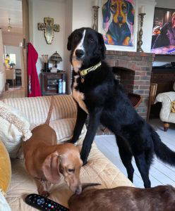Maggie a black and white rescue dog | 1 dog at a time rescue UK