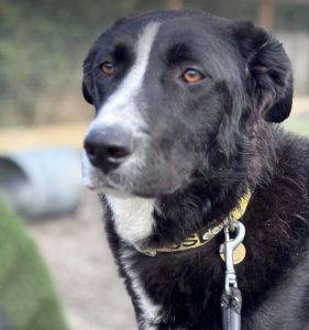 Maggie a black and white rescue dog | 1 dog at a time rescue UK