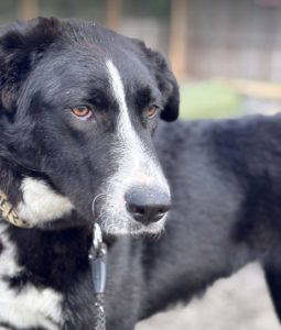 Maggie a black and white rescue dog | 1 dog at a time rescue UK