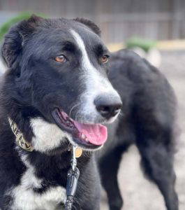 Maggie a black and white rescue dog | 1 dog at a time rescue UK