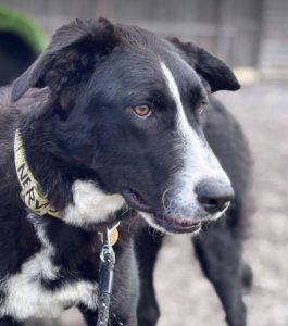 Maggie a black and white rescue dog | 1 dog at a time rescue UK