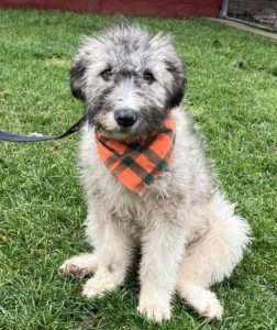 Maverick a grey rescue dog | 1 dog at a time rescue UK