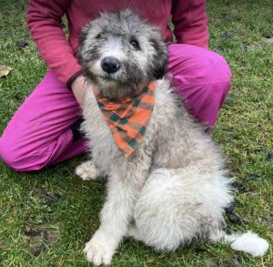 Maverick a grey rescue dog | 1 dog at a time rescue UK