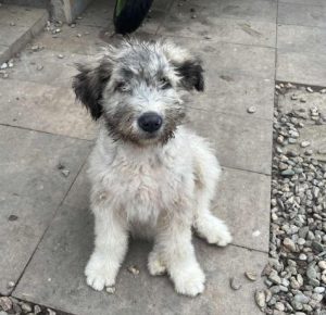 Maverick a grey rescue dog | 1 dog at a time rescue UK