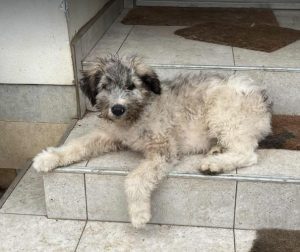 Maverick a grey rescue dog | 1 dog at a time rescue UK