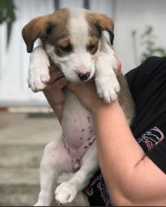 Maya a brown and white rescue dog | 1 dog at a time rescue UK