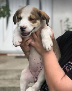 Maya a brown and white rescue dog | 1 dog at a time rescue UK