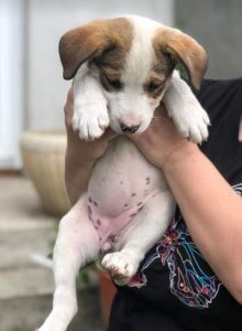 Maya a brown and white rescue dog | 1 dog at a time rescue UK