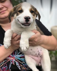 Maya a brown and white rescue dog | 1 dog at a time rescue UK