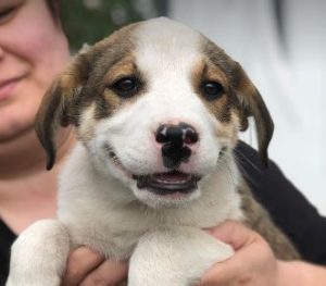 Maya a brown and white rescue dog | 1 dog at a time rescue UK