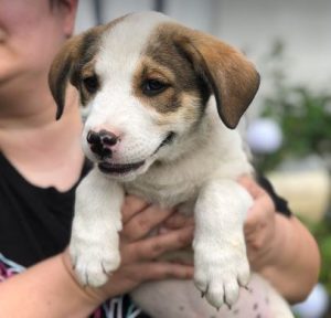 Maya a brown and white rescue dog | 1 dog at a time rescue UK