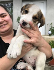 Maya a brown and white rescue dog | 1 dog at a time rescue UK