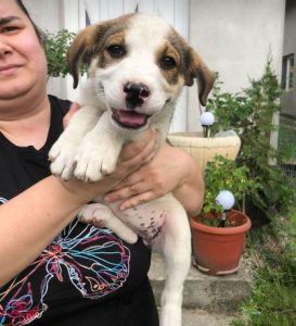 Maya a brown and white rescue dog | 1 dog at a time rescue UK